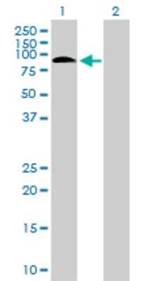 Western Blot: Scaffold attachment factor B2 Antibody [H00009667-B01P] - Analysis of SAFB2 expression in transfected 293T cell line by SAFB2 polyclonal antibody.  Lane 1: SAFB2 transfected lysate(58.08 KDa). Lane 2: Non-transfected lysate.