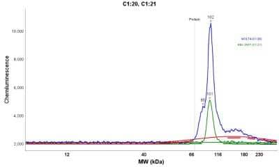 Simple Western Schlafen 11 Antibody - BSA Free