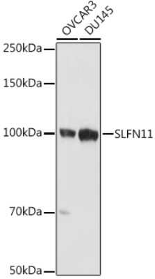 Western Blot: Schlafen 11 Antibody [NBP3-16025] - Western blot analysis of extracts of various cell lines, using Schlafen 11 antibody (NBP3-16025) at 1:1000 dilution. Secondary antibody: HRP Goat Anti-Rabbit IgG (H+L) at 1:10000 dilution. Lysates/proteins: 25ug per lane. Blocking buffer: 3% nonfat dry milk in TBST. Detection: ECL Basic Kit. Exposure time: 10s.