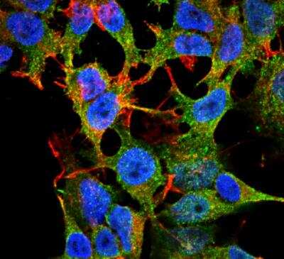 Immunocytochemistry/Immunofluorescence: Scn2b Antibody (S395-68) [NBP2-59317] -  Tissue: Neuroblastoma cell line SK-N-BE. Species: Human. Fixation: 4% Formaldehyde for 15 min at RT. Primary Antibody: Mouse Anti-Nav beta 2 Monoclonal Antibody at 1:100 for 60 min at RT. Secondary Antibody: Goat Anti-Mouse ATTO 488 at 1:100 for 60 min at RT. Counterstain: Phalloidin Texas Red F-Actin stain; DAPI (blue) nuclear stain at 1:1000, 1:5000 for 60min RT, 5min RT. Localization: Membrane. Magnification: 60X.