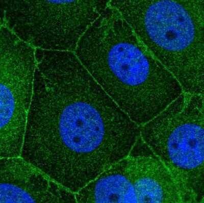 Immunocytochemistry/Immunofluorescence: Scribble Antibody [NBP2-56134] - Staining of human cell line MCF7 shows localization to nucleoplasm, plasma membrane & cell junctions. Antibody staining is shown in green.