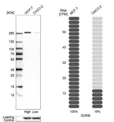 Western Blot: Scribble Antibody [NBP2-47286] - Analysis in human cell lines MCF-7 and Caco-2 using anti-SCRIB antibody. Corresponding SCRIB RNA-seq data are presented for the same cell lines. Loading control: anti-GAPDH.