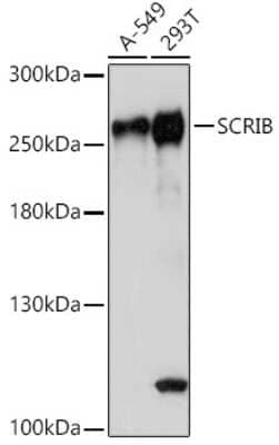 Western Blot: Scribble Antibody [NBP2-93433] - Analysis of extracts of various cell lines, using Scribble at 1:1000 dilution. Secondary antibody: HRP Goat Anti-Rabbit IgG (H+L) at 1:10000 dilution. Lysates/proteins: 25ug per lane. Blocking buffer: 3% nonfat dry milk in TBST. Detection: ECL Basic Kit . Exposure time: 5s.