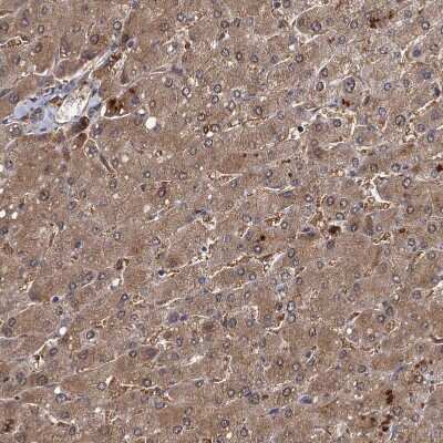 Immunohistochemistry-Paraffin: SeP Antibody [NBP1-80766] - Staining of human liver shows moderate cytoplasmic positivity in hepatocytes.