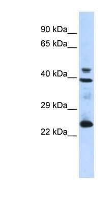 Western Blot: SeP Antibody [NBP1-70770] - 293T cells lysate, concentration 0.2-1 ug/ml.