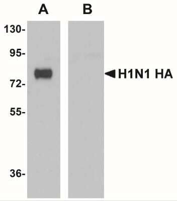 Western Blot Seasonal H1N1 Hemagglutinin Antibody (7H12F6) - BSA Free