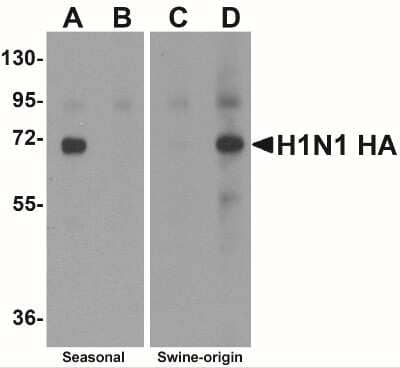 Western Blot Seasonal H1N1 Hemagglutinin Antibody - BSA Free