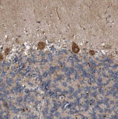 Immunohistochemistry-Paraffin: Sec8 Antibody [NBP1-83944] - Staining of human cerebellum shows strong cytoplasmic positivity in Purkinje cells.