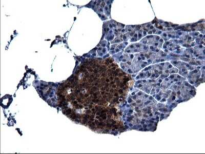 Immunohistochemistry: Secernin-1 Antibody (1F2) [NBP2-45727] - Analysis of Human pancreas tissue. (Heat-induced epitope retrieval by 1 mM EDTA in 10mM Tris, pH8.5, 120C for 3min)