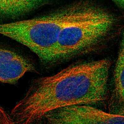 Immunocytochemistry/Immunofluorescence: Secernin-1 Antibody [NBP1-87861] - Immunofluorescent staining of human cell line U-2 OS shows localization to cytosol.