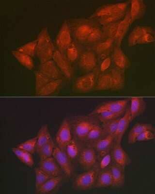 Immunocytochemistry/Immunofluorescence: Secernin-1 Antibody [NBP3-16020] - Immunofluorescence analysis of U2OS cells using Secernin-1 Rabbit pAb (NBP3-16020) at dilution of 1:100 (40x lens). Blue: DAPI for nuclear staining.