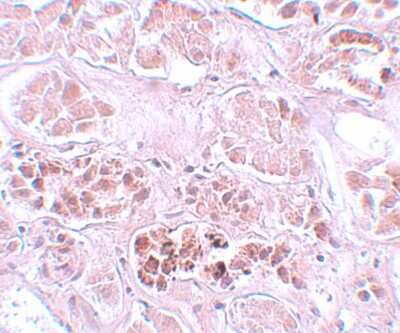 Immunohistochemistry-Paraffin: Secernin-1 Antibody [NBP1-77187] - Human kidney tissue with Secernin-1 antibody at 5 ug/mL.