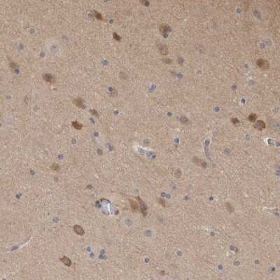 Immunohistochemistry-Paraffin: Secernin-1 Antibody [NBP1-87861] - Staining of human cerebral cortex shows high expression.