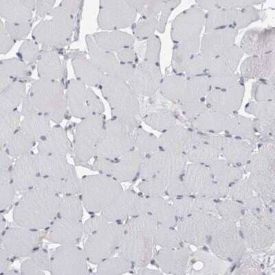 Immunohistochemistry-Paraffin: Secernin-1 Antibody [NBP1-87861] - Staining of human skeletal muscle shows low expression as expected.