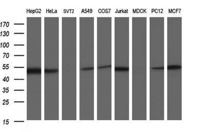 Western Blot: Secernin-1 Antibody (OTI1F2) - Azide and BSA Free [NBP2-74052] - Analysis of extracts (35ug) from 9 different cell lines (HepG2: human; HeLa: human; SVT2: mouse; A549: human; COS7: monkey; Jurkat: human; MDCK: canine; PC12: rat; MCF7: human).