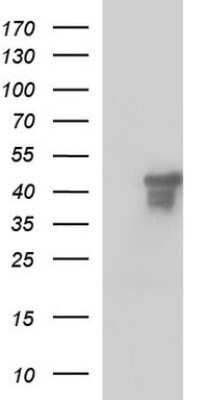 Western Blot: Secernin-1 Antibody (OTI1F2) - Azide and BSA Free [NBP2-74052] - Analysis of HEK293T cells were transfected with the pCMV6-ENTRY control (Left lane) or pCMV6-ENTRY Secernin 1.