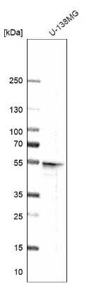 Western Blot: Secernin-1 Antibody [NBP1-87861] - Analysis in human cell line U-138MG.