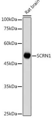 Western Blot: Secernin-1 Antibody [NBP3-16020] - Western blot analysis of extracts of Rat brain , using Secernin-1 antibody (NBP3-16020) at 1:1000 dilution. Secondary antibody: HRP Goat Anti-Rabbit IgG (H+L) at 1:10000 dilution. Lysates/proteins: 25ug per lane. Blocking buffer: 3% nonfat dry milk in TBST. Detection: ECL Basic Kit. Exposure time: 1s.