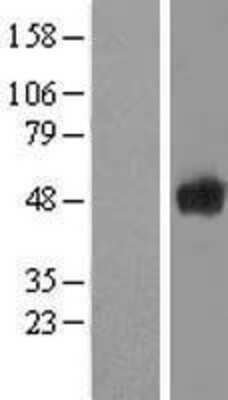 Western Blot: Secernin-1 Overexpression Lysate (Adult Normal) [NBL1-15751] Left-Empty vector transfected control cell lysate (HEK293 cell lysate); Right -Over-expression Lysate for Secernin-1.