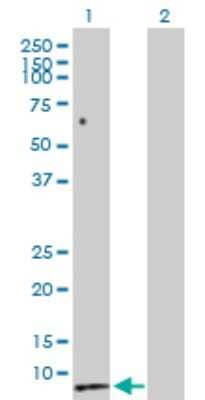 Western Blot: Secretin Antibody [H00006343-D01P] - Analysis of SCT expression in transfected 293T cell line by SCT polyclonal antibody.Lane 1: SCT transfected lysate(13.00 KDa).Lane 2: Non-transfected lysate.