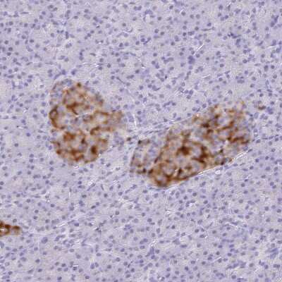 Immunohistochemistry-Paraffin: Secretogranin 3 Antibody [NBP2-49096] - Staining of human pancreas shows strong cytoplasmic positivity in islets of Langerhans.