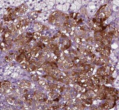 Immunohistochemistry-Paraffin: Secretogranin V Antibody [NBP1-90312] - Staining of human addrenal gland shows strong cytoplasmic positivity in endocrine glandular cells.