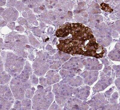 Immunohistochemistry-Paraffin: Secretogranin V Antibody [NBP1-90312] - Staining of human pancreas shows strong cytoplasmic positivity in islets of Langerhans.