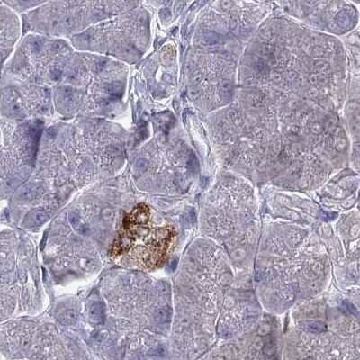 Immunohistochemistry-Paraffin: Secretogranin V Antibody [NBP2-68983] - Staining of human pancreas.