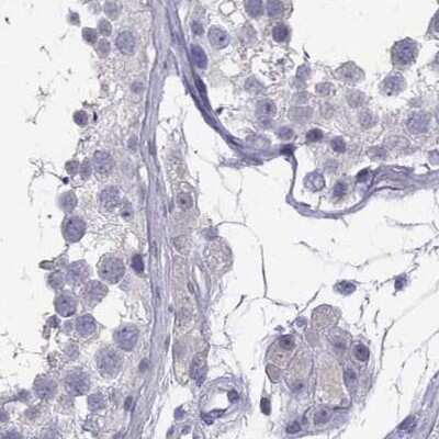 Immunohistochemistry-Paraffin: Secretogranin V Antibody [NBP2-68983] - Staining of human testis.