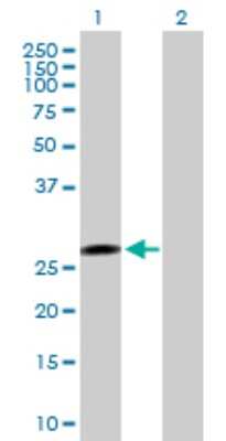 Western Blot: Securin Antibody [H00009232-B02P] - Analysis of PTTG1 expression in transfected 293T cell line by PTTG1 polyclonal antibody.  Lane 1: PTTG1 transfected lysate(22.00 KDa). Lane 2: Non-transfected lysate.