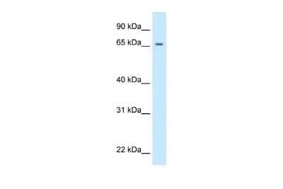 Western Blot: Segmentation protein paired Antibody [NBP3-09255] - Western blot analysis of Segmentation protein paired in Drosophila as a positive control. Antibody dilution at 0.2-1 ug/ml