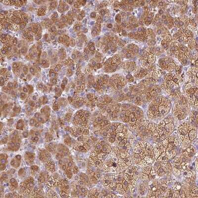 Immunohistochemistry: Seladin 1 Antibody [NBP2-38980] - Staining of human adrenal gland shows strong cytoplasmic positivity in glandular cells.