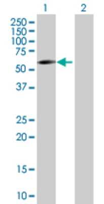 Western Blot: Seladin 1 Antibody [H00001718-B01P] - Analysis of DHCR24 expression in transfected 293T cell line by DHCR24 polyclonal antibody.  Lane 1: DHCR24 transfected lysate(56.76 KDa). Lane 2: Non-transfected lysate.