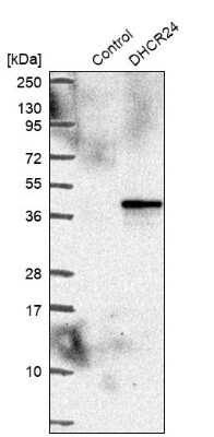 Western Blot: Seladin 1 Antibody [NBP2-38980] - Analysis in control (vector only transfected HEK293T lysate) and DHCR24 over-expression lysate (Co-expressed with a C-terminal myc-DDK tag (3.1 kDa) in mammalian HEK293T cells).