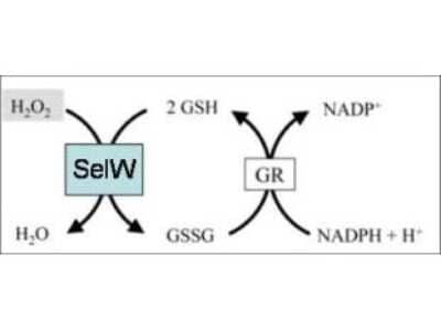 N/A: Selenoprotein W Antibody [NBP1-49599]