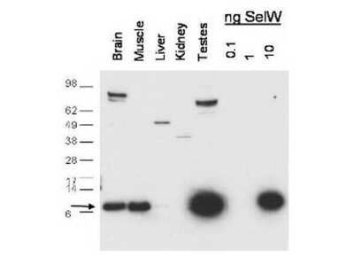 Western Blot: Selenoprotein W Antibody [NBP1-49599] - Western blot using Selenoprotein W antibody antibody shows detection of enCanineenous Selenoprotein W in mouse brain, muscle and testes lysates. Recombinant Selenoprotein W is also detected at 10 ng (right lanes). The arrow corresponds with Selenoprotein W protein at 9.6 kDa. The primary antibody was used at a 1:1000 dilution.