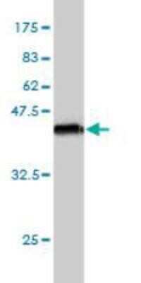Western Blot: Semaphorin 3A Antibody (5G9) [H00010371-M01] - Western Blot detection against Immunogen (36.63 KDa) .