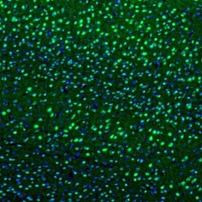 Immunohistochemistry: Semaphorin 3E Antibody [NBP1-84408] - Staining of mouse visual cortex shows cytoplasmic immunoreactivity in neurons.