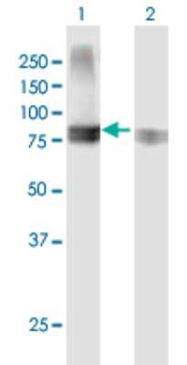 Western Blot: Semaphorin 4A Antibody [H00064218-B01P] - Analysis of SEMA4A expression in transfected 293T cell line by SEMA4A polyclonal antibody.  Lane 1: SEMA4A transfected lysate(83.71 KDa). Lane 2: Non-transfected lysate.