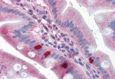 Immunohistochemistry-Paraffin: Semaphorin 4B Antibody [NBP1-78441] - Analysis of anti-SEMA4B antibody with human small intestine.