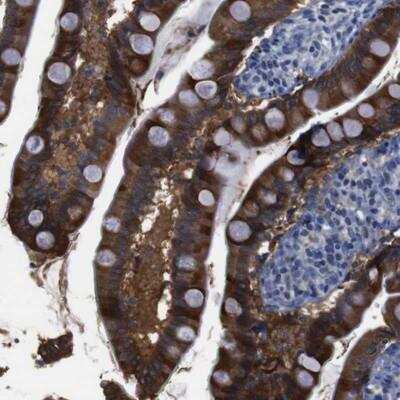 Immunohistochemistry-Paraffin: Semaphorin 4B Antibody [NBP1-81377] - Staining of human small intestine shows strong cytoplasmic positivity in glandular cells.