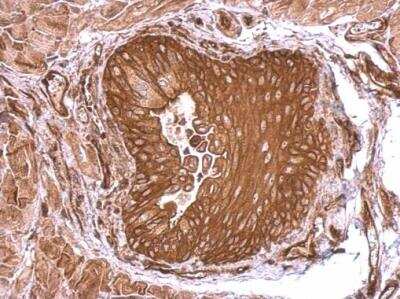 Immunohistochemistry-Paraffin: Semaphorin 4B Antibody [NBP2-19299] - Mouse intestine. SEMA4B antibody dilution: 1:500. Antigen Retrieval: Trilogy™ (EDTA based, pH 8.0) buffer, 15min. 