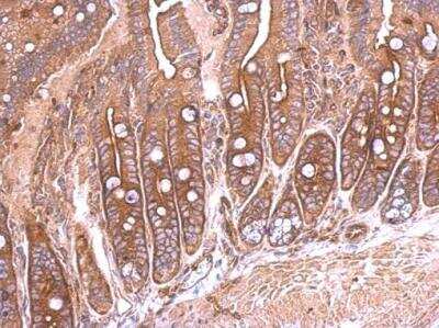 Immunohistochemistry-Paraffin: Semaphorin 4B Antibody [NBP2-19299] - Mouse intestine. SEMA4B antibody dilution: 1:500. Antigen Retrieval: Trilogy™ (EDTA based, pH 8.0) buffer, 15min. 