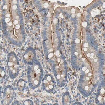 Immunohistochemistry-Paraffin: Semaphorin 4C Antibody [NBP1-80769] - Staining of human duodenum shows moderate positivity in apical membrane in glandular cells.