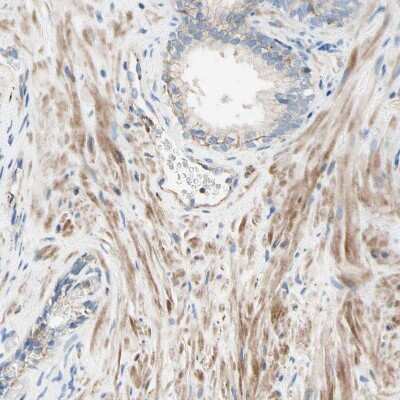 Immunohistochemistry-Paraffin Semaphorin 4C Antibody - BSA Free