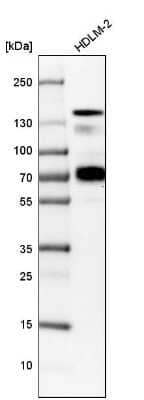 Western Blot: Semaphorin 4D/CD100 Antibody [NBP1-86705] - Analysis in human cell line HDLM-2.