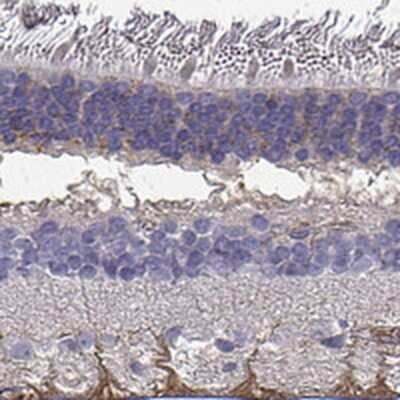 Immunohistochemistry-Paraffin Semaphorin 4F Antibody - BSA Free