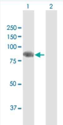 Western Blot: Semaphorin 4F Antibody [H00010505-B01P-50ug] - Analysis of SEMA4F expression in transfected 293T cell line (H00010505-T01) by SEMA4F MaxPab polyclonal antibody.  Lane 1: SEMA4F  transfected lysate(84.7 KDa). Lane 2: Non-transfected lysate.