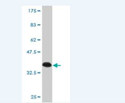 Western Blot: Semaphorin 4G Antibody (3F2) [H00057715-M01] - Detection against Immunogen (35.86 KDa) .