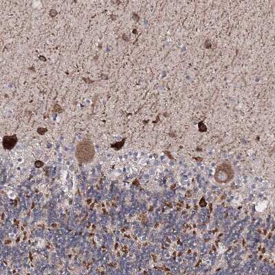 Immunohistochemistry-Paraffin: Semaphorin 4G Antibody [NBP1-82171] - Staining of human cerebellum shows moderate to strong membranous /cytoplasmic positivity in all layers.